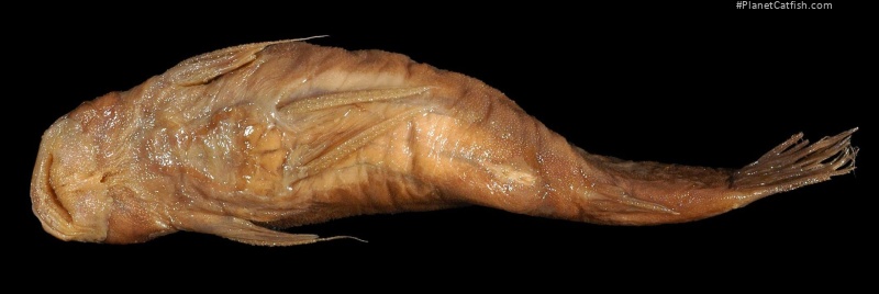 Astroblepus vaillanti