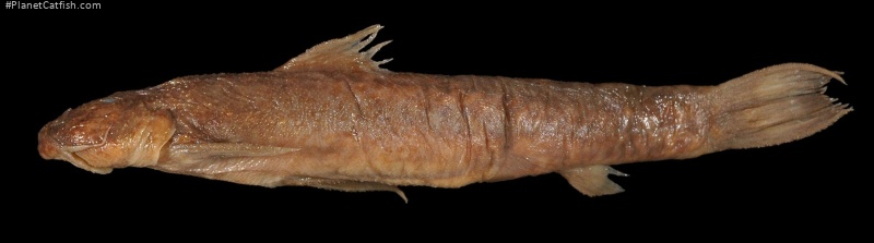 Astroblepus whymperi