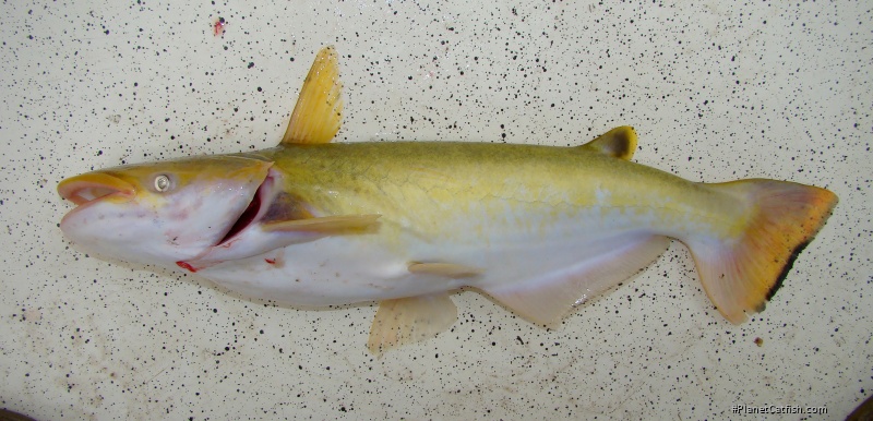 Ageneiosus inermis