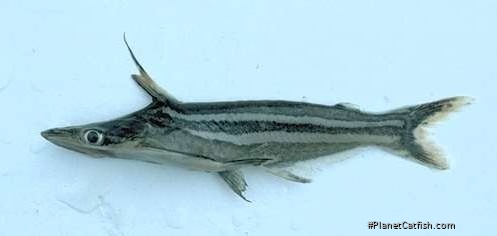Ageneiosus lineatus