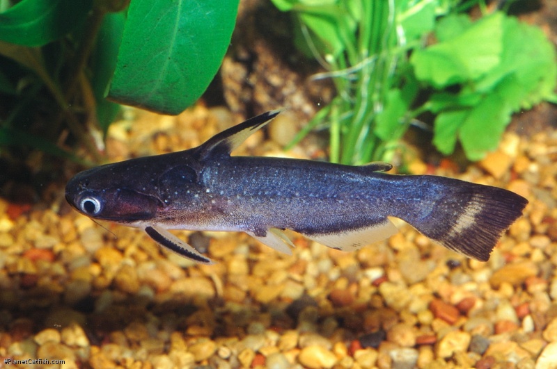 Auchenipterichthys coracoideus