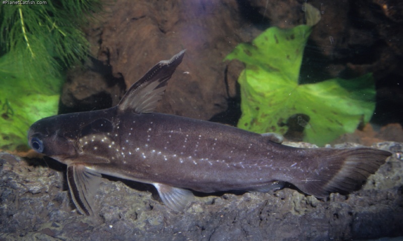 Auchenipterichthys coracoideus