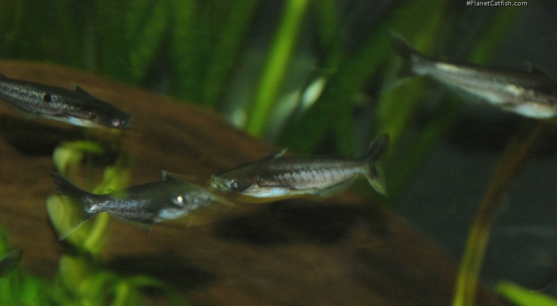 Auchenipterus nigripinnis