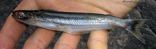 Auchenipterus nuchalis