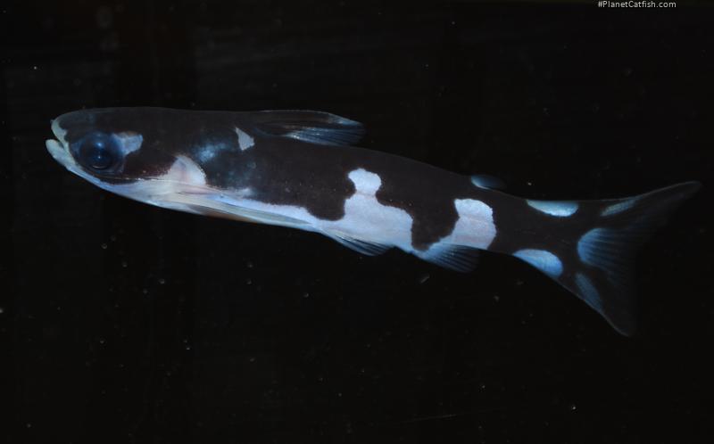 Centromochlus orca