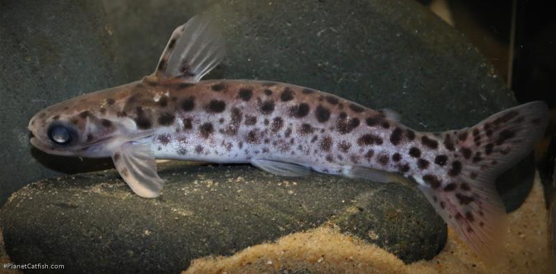 Centromochlus schultzi