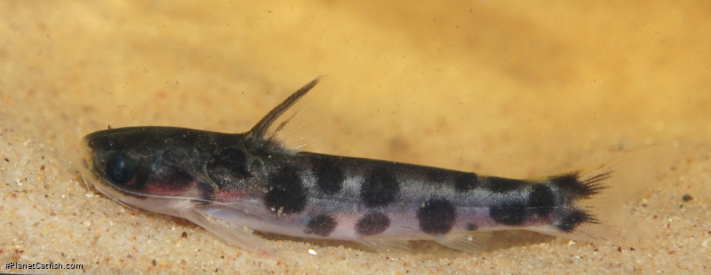 Centromochlus schultzi