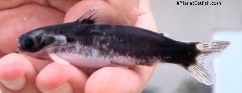 Centromochlus sp. `LOWER TAPAJOS`