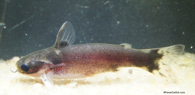 Centromochlus sp. `LOWER TAPAJOS`