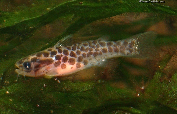 Duringlanis perugiae