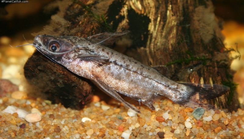 Entomocorus gameroi