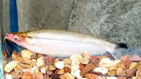 Epapterus blohmi
