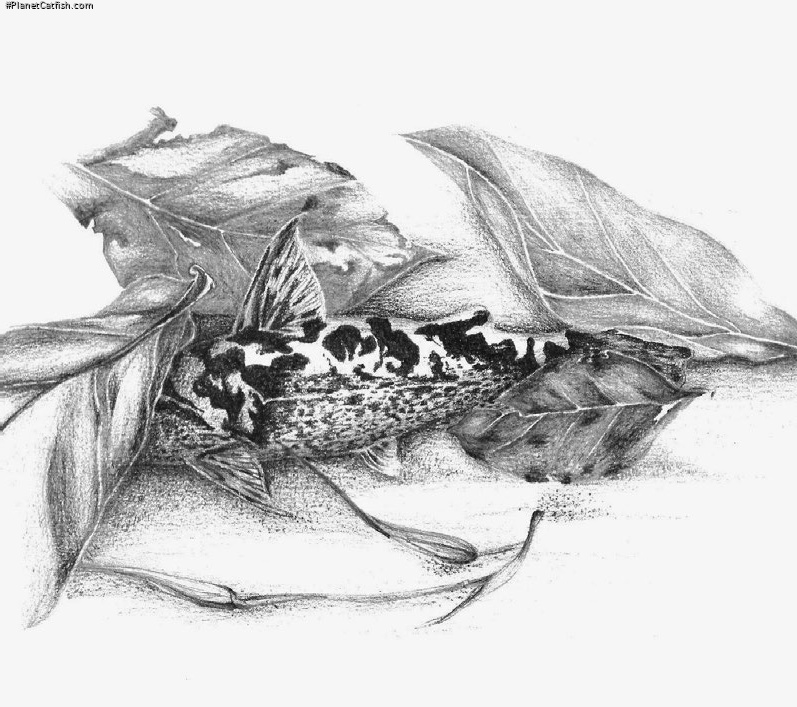 Ferrarissoaresia meridionalis