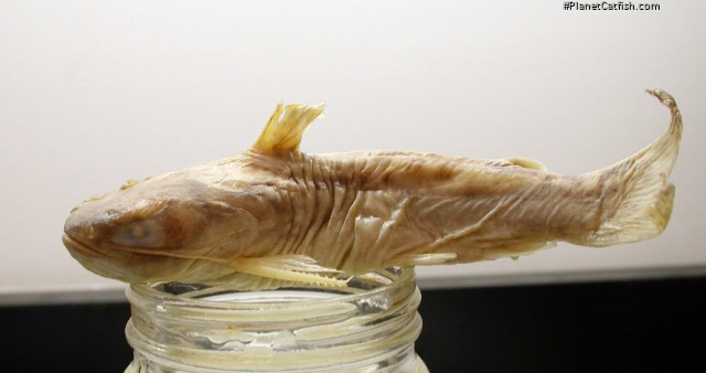 Glanidium ribeiroi