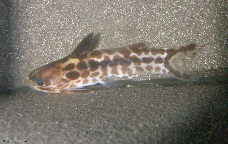 Tatia gyrinus