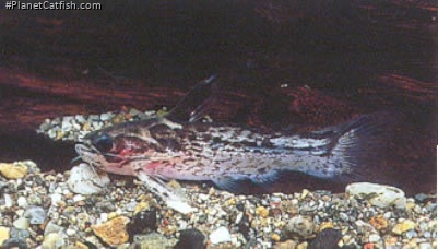 Tatia gyrinus