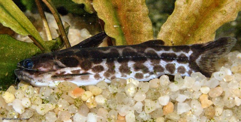 Tatia gyrinus