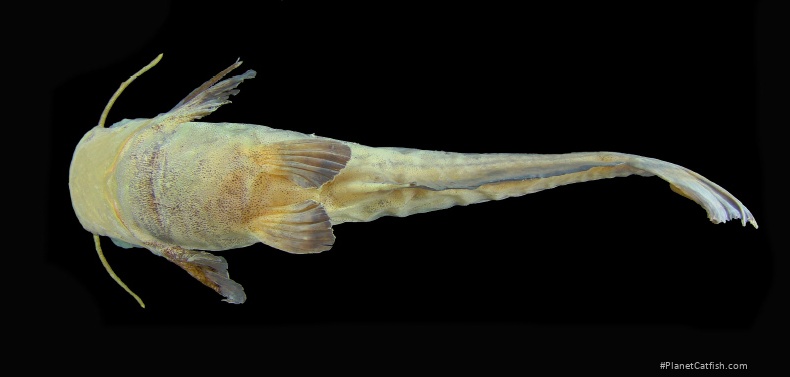 Tetranematichthys barthemi