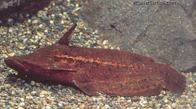 Tetranematichthys quadrifilis