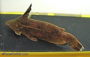 Tetranematichthys quadrifilis