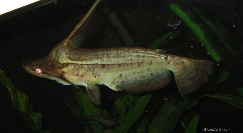 Tetranematichthys wallacei