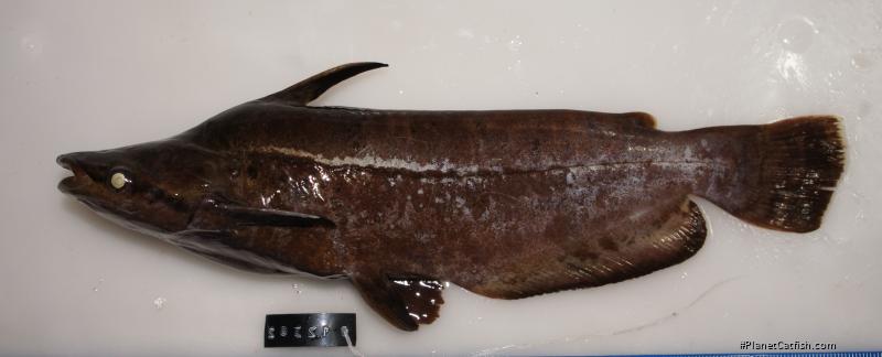 Tetranematichthys wallacei