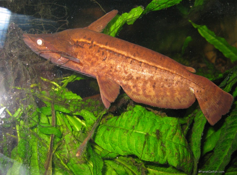 Tetranematichthys wallacei