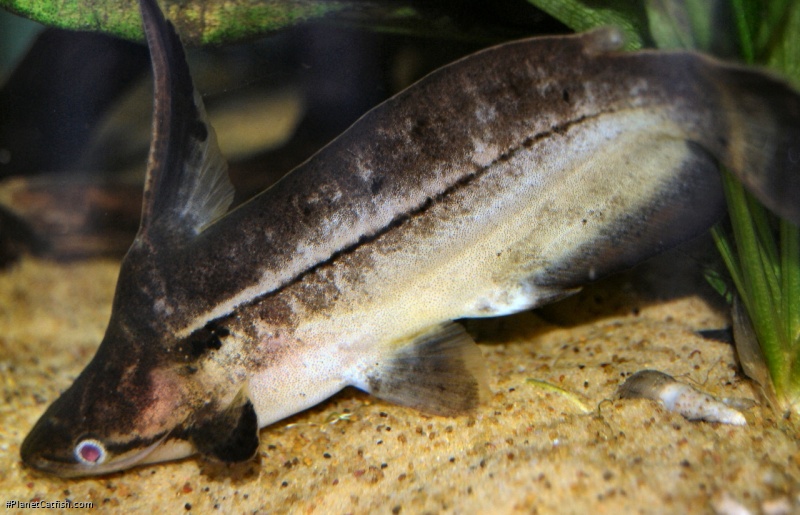 Tetranematichthys wallacei