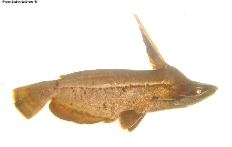 Tetranematichthys wallacei