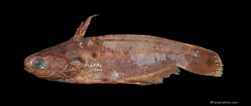 Trachelyichthys decaradiatus