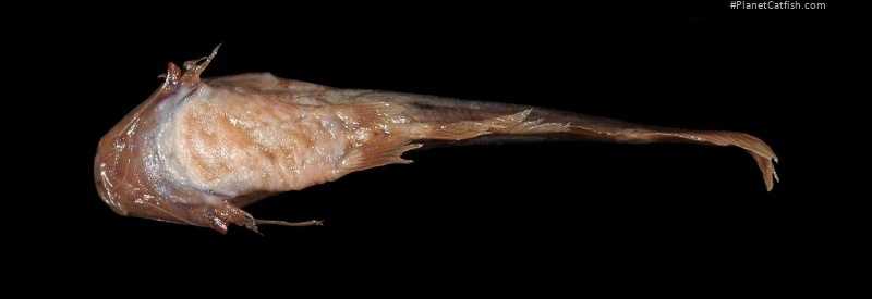 Trachelyichthys decaradiatus