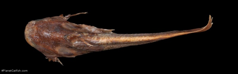 Trachelyichthys decaradiatus