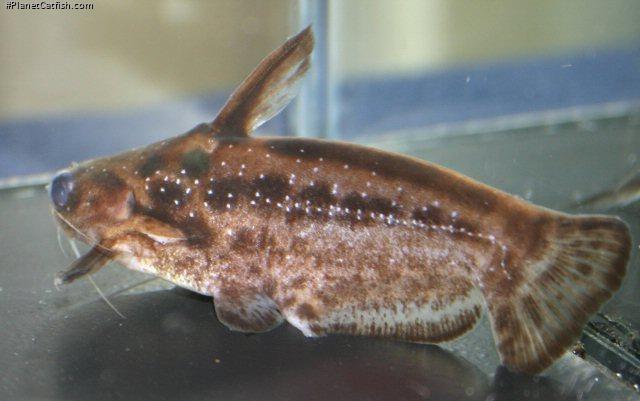 Trachelyichthys exilis