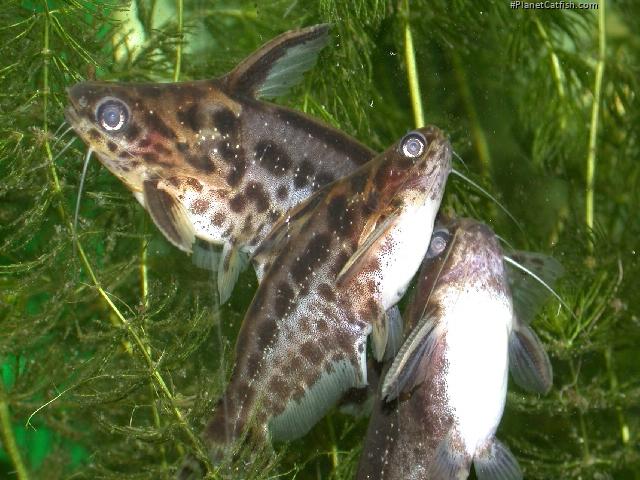 Trachelyichthys exilis