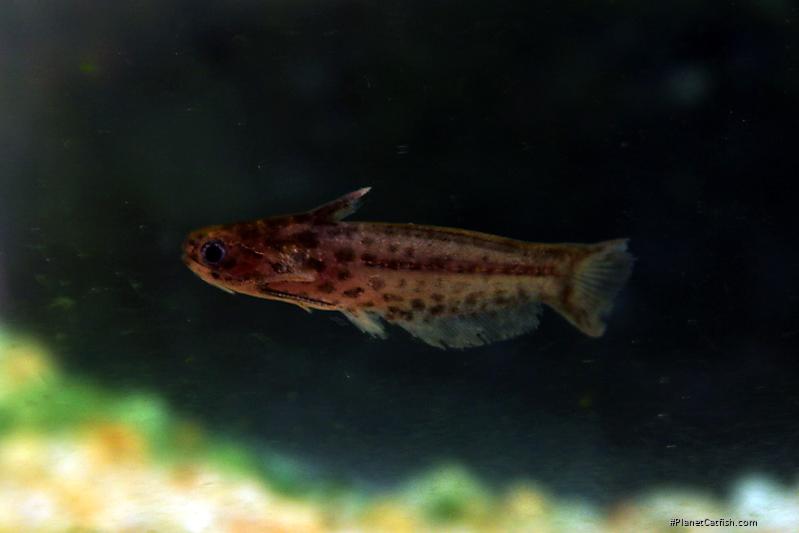 Trachelyichthys sp. `RIO TAPAJOS`