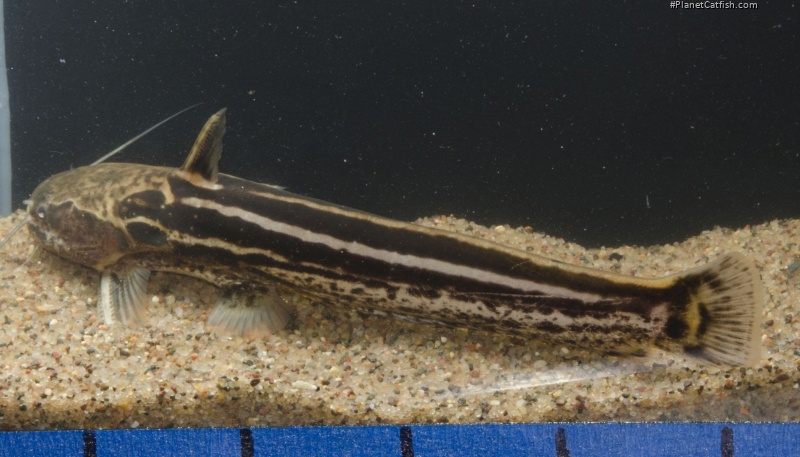 Trachelyopterichthys taeniatus