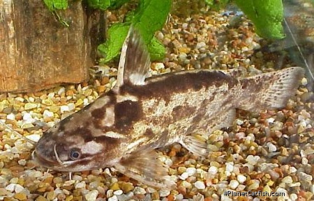Trachelyopterus albicrux