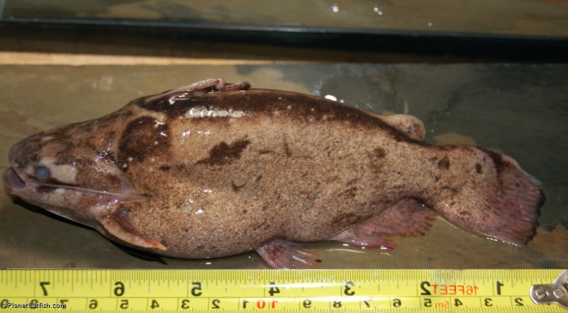 Trachelyopterus albicrux