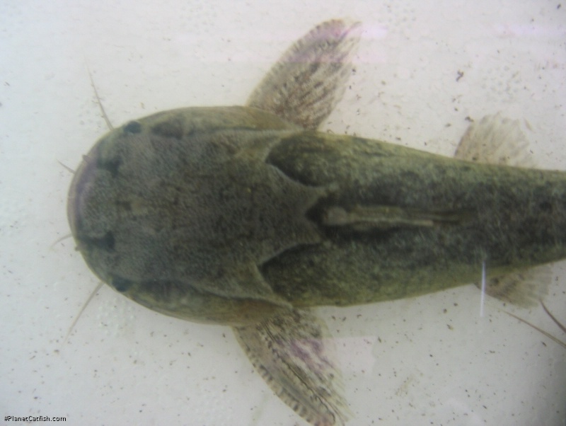 Trachelyopterus ceratophysus