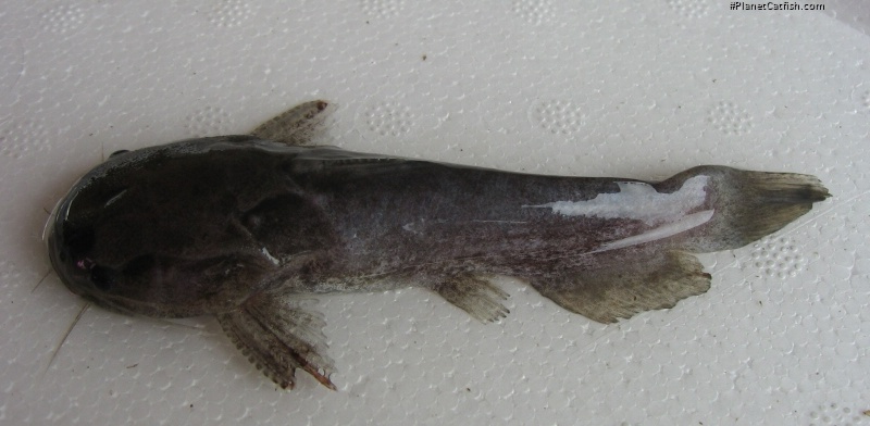 Trachelyopterus ceratophysus