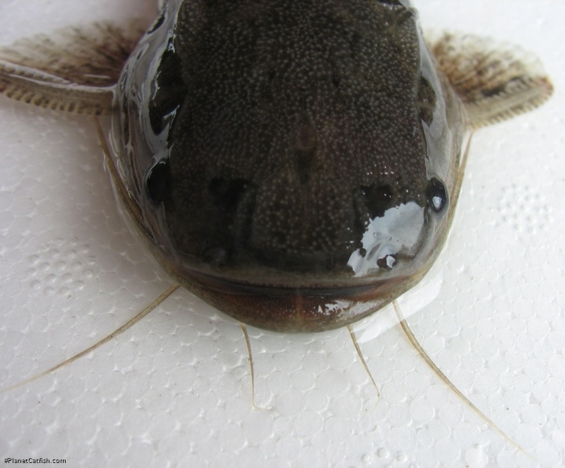 Trachelyopterus ceratophysus