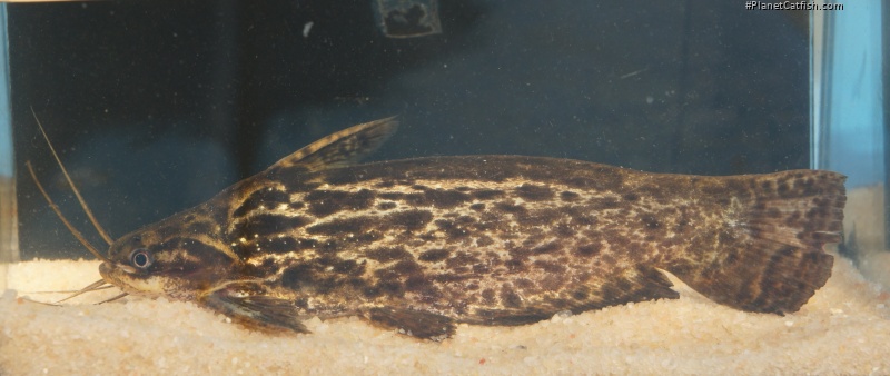 Trachelyopterus coriaceus