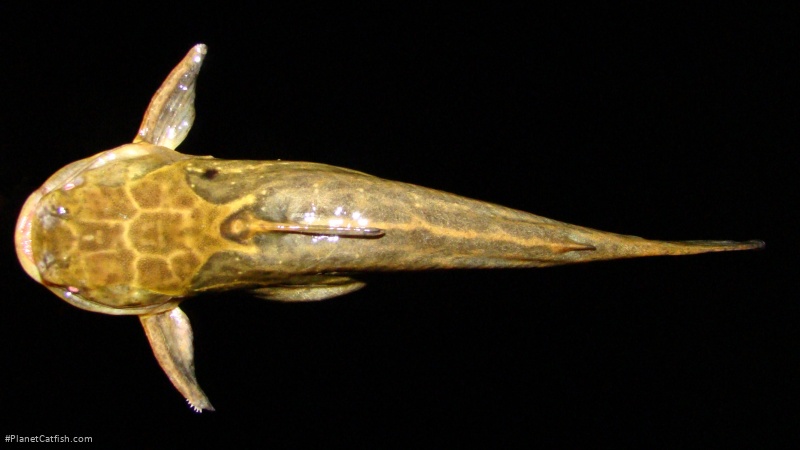 Trachelyopterus lucenai