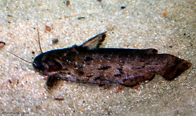 Trachelyopterus sp. (1)