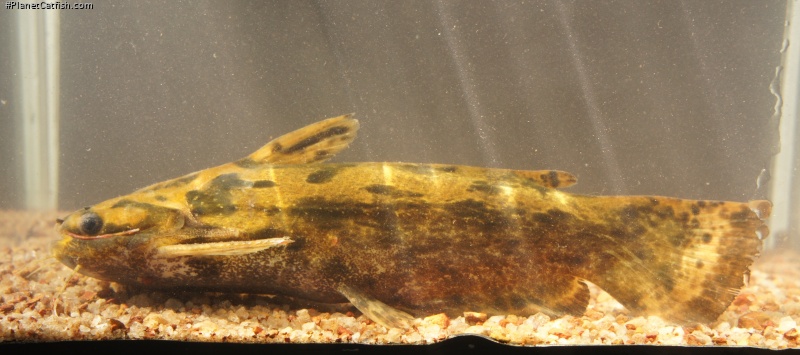 Trachelyopterus sp. `RIO XINGU`