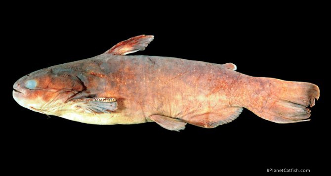 Trachycorystes menezesi