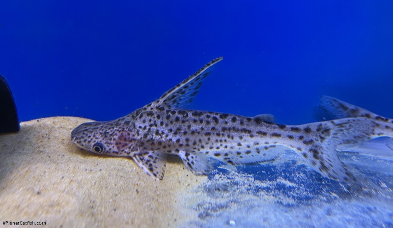 Tympanopleura cf. rondoni