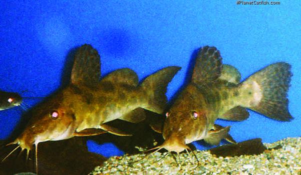 Auchenoglanis cf. occidentalis