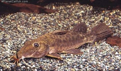 Auchenoglanis tchadiensis