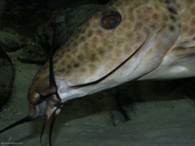 Auchenoglanis wittei